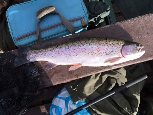Beautiful stocked rainbow trout.