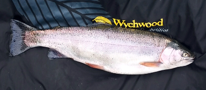 Ian McLean caught this beautiful rainbow on the Island Pond on June 19, on a size 14 orange Shipmans buzzer using a midge tip line.
